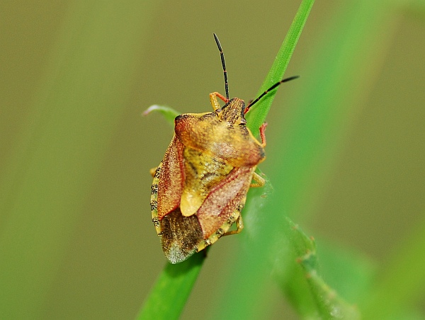 Caprocoris sp.  ??